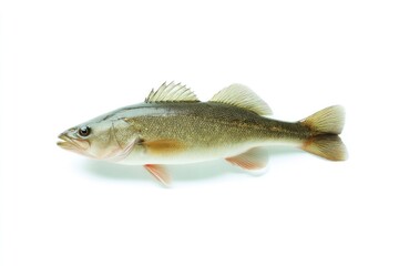 isolated fish on pristine white background with ample copy space