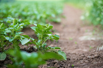 Young potato plants growing in soil rows
