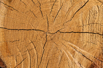 Tree trunk cross section showing growth rings
