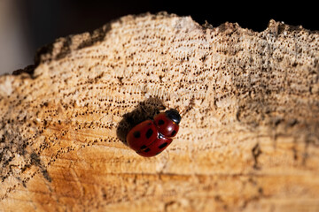 Ladybug on textured tree stump in sunlight
