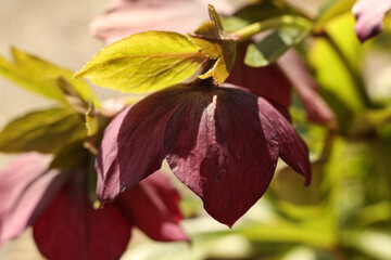 Fototapete bei efototapeten.de bestellen   