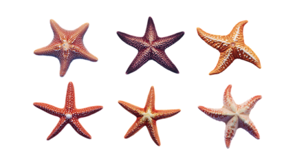 Pack Star Set in Different Poses on Transparent Background for Cosmic, Festive, and Decorative Designs