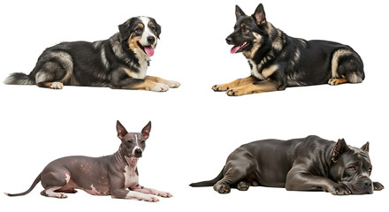 Obraz premium Dogs Lying Down Together on Isolated White Background