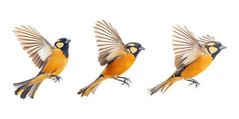 Obraz premium Pack Stunning Black-Headed Grosbeak in Flight Set in Different Poses on Transparent Background for Wildlife, Nature, and Bird-Themed Designs