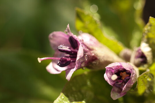 beautiful flowers of Scopolia carniolica, the European scopolia or henbane bell in the garden, macro photo