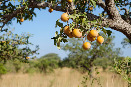 Marula Tree in the Wild &ndash; Iconic African Tree with Ripe Marula Fruits and Lush Green Canopy
