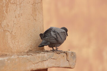 A pigeon perched on top of a house