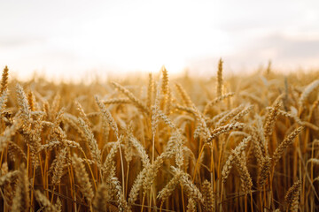 Close-up of golden ears of wheat at sunset. Agricultural field with a rich harvest of wheat. Concept of farming, agriculture.
