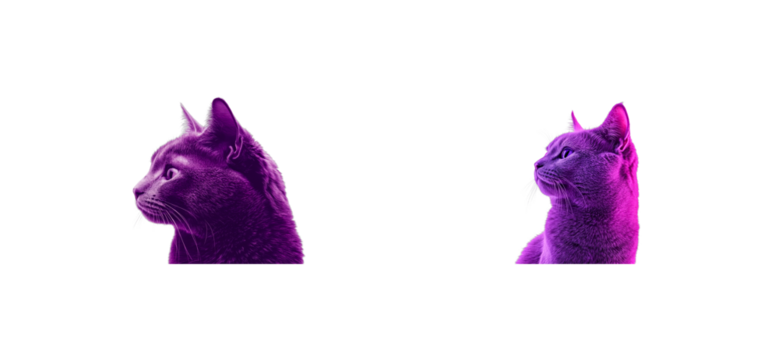 Two vibrant purple cats profile gaze, isolated, cut out transparent