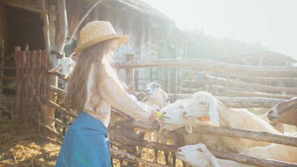 Cute little Caucasian girl taking pieces of lettuce and feeding hoard of goats in goat pen. Wearing straw hat. Long blond hair. Learning caring for others on farm. Helping her parents. © VAKSMANV