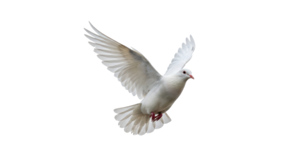 Isolated White Dove Flying
