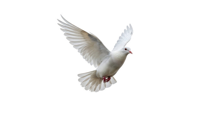 Isolated White Dove Flying