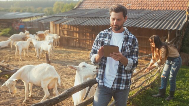 People spending their time on farm. Wife petting goat inside of goat pen. Husband using small tablet device. Typing on screen with fingers. Searching for information about animals online.