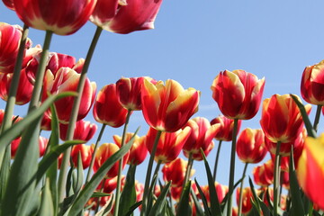 beautiful red tulips with yellow spots in a bulb field in the dutch countryside