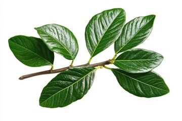 Fototapeta premium Branch with vibrant foliage isolated on white background