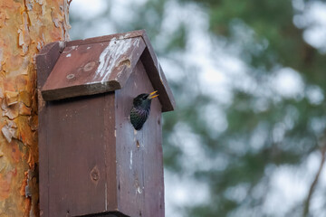 A Common starling looks out of a hole in his starling nesting box and calls on a spring day in the forest with a green-white background with copyspace.