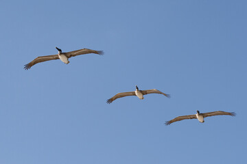Three Brown Pelicans, Pelecanus occidentalis, in flight formation