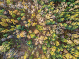Aerial drone view of stunning colorful autumn fall forest.