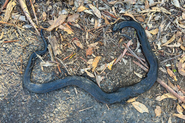 Photograph of a large Black Snake lying amongst leaves and debris that has been run over and killed alongside a regional country road in the Blue Mountains in Australia.