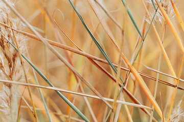 Lake grass as Natural textured pattern, thin colorful leaves form  linear pattern, organic design...