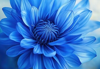 Obraz premium Close-up of a vivid blue flower with layered petals and intricate stamen cluster, soft blue gradient background