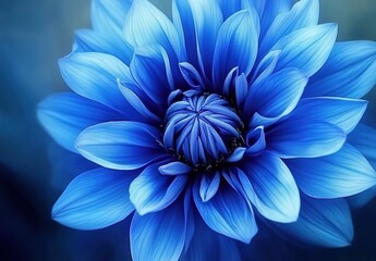Fototapeta premium Close-up of a vivid blue flower with layered petals and intricate stamen cluster, soft blue gradient background