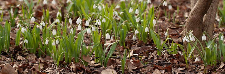 delicate snowdrop flowers bloom in the forest in a clearing