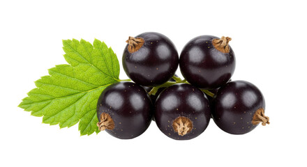 Isolated Black Currant Berries