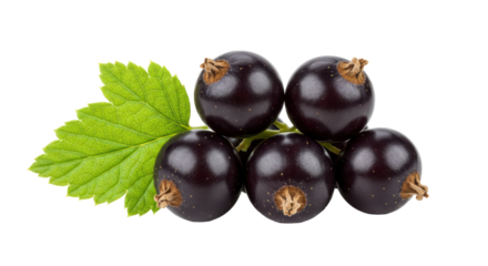 Isolated Black Currant Berries