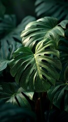 Fototapeta premium Lush Green Leaves of a Monstera Plant in a Vibrant Tropical Setting During Daylight