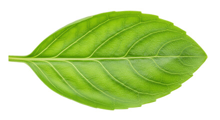 Fototapeta premium Isolated Green Leaf