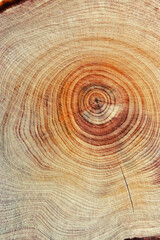 Naklejka premium Natural wooden background, wood texture annual rings form. Macro photo of cross section of juniper log, graphic nature organic pattern. Sawed timber close up with tree ring pattern, vertical