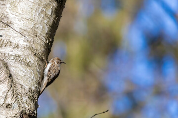 Eurasian or common treecreeper (Certhia familiaris) perching on a tree trunk
