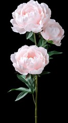 A cluster of soft-peach colored peonies with a dark background.