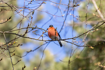 Bulfinch Pyrrhula Pyrrhula sitting on tree branches