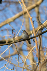 Wood bird Redwing, Turdus iliacus, sits on tree branch.