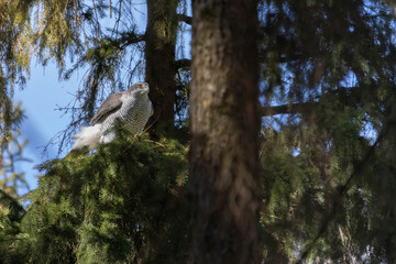 Goshawk (Accipiter gentilis) on a branch with a prey in the forest
