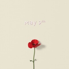 Fototapeta premium A minimalist representation of May 9th, showcasing a single red flower against a neutral background