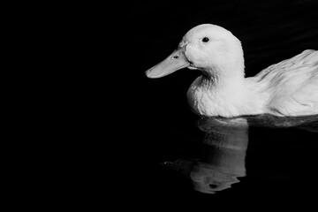 Heavy white Pekin ducks, also know as Aylesbury or Long Island ducks