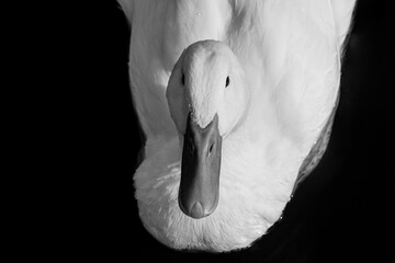 Heavy white Pekin ducks, also know as Aylesbury or Long Island ducks