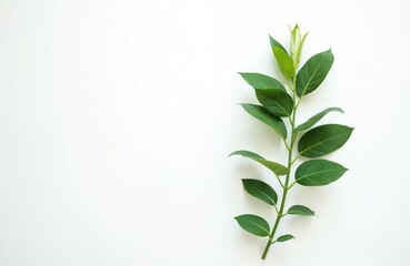 Fototapeta premium Green plant branch with leaves on white background. Minimalism concept of nature, fresh plant indoors, spring mood. Ideal for eco blog, bio product presentation.