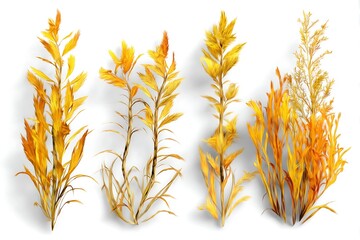 Wilted weed on plain white setting  
