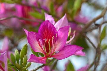 Naklejka premium Vibrant blossoms of the beautiful purple flower enjoying sunlight in a lush garden during the warm afternoon hours