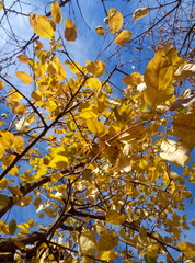 Golden-yellow autumn leaves captured from a low angle against a vivid blue sky