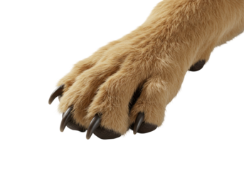Isolated Golden Retriever Dog Paw Detail