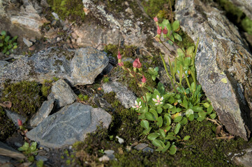 This photo captures a close-up view of delicate wildflowers and moss growing.