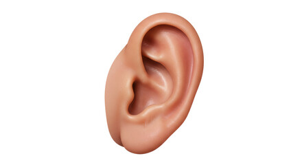 Isolated Human Ear on White Background