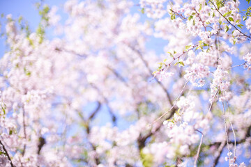 記憶の中の、いつか見た枝垂れ桜