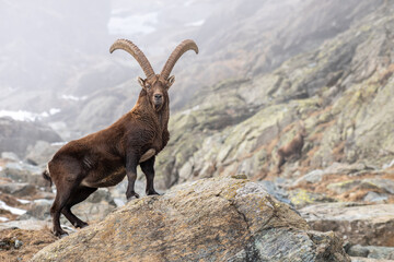 Male alpine ibex standing on rocks
