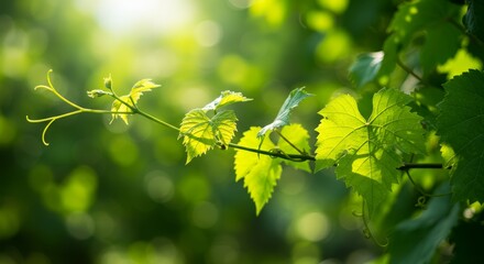 Fototapeta premium Sunlight Dappled Vine Leaves - Fresh spring leaves, growth, nature, sunlight, bokeh. Symbolizing new beginnings, growth, nature's beauty, vibrancy, and renewal